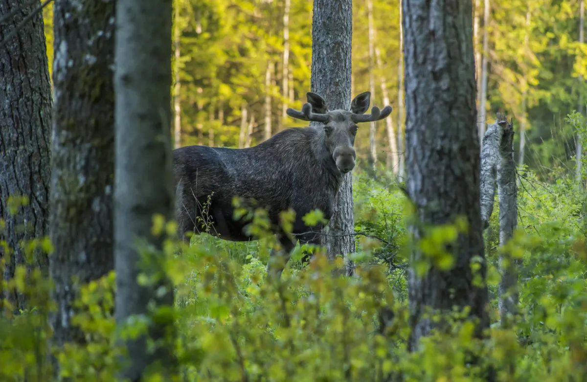 Majestic wild deer with large antlers standing in a rural park amidst trees and grass in summer