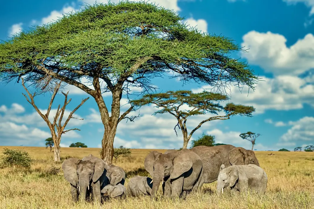 Large elephant roaming in Serengeti National Park, showcasing wildlife on a savanna grassland safari