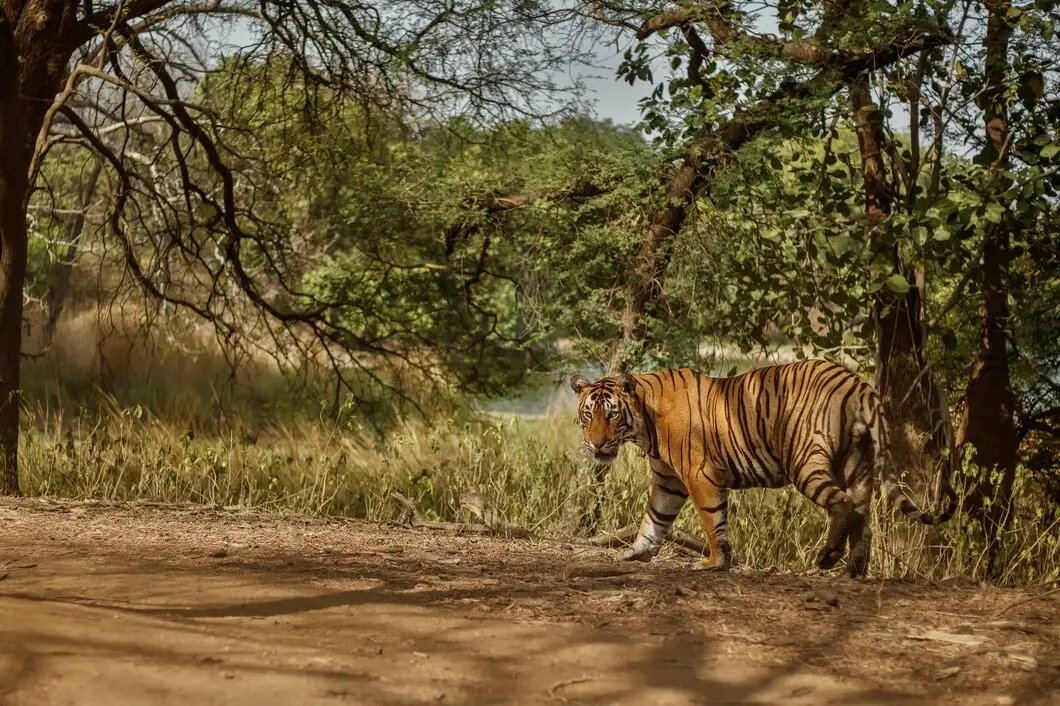 Wild tiger roaming in natural habitat during daylight at a conservation park