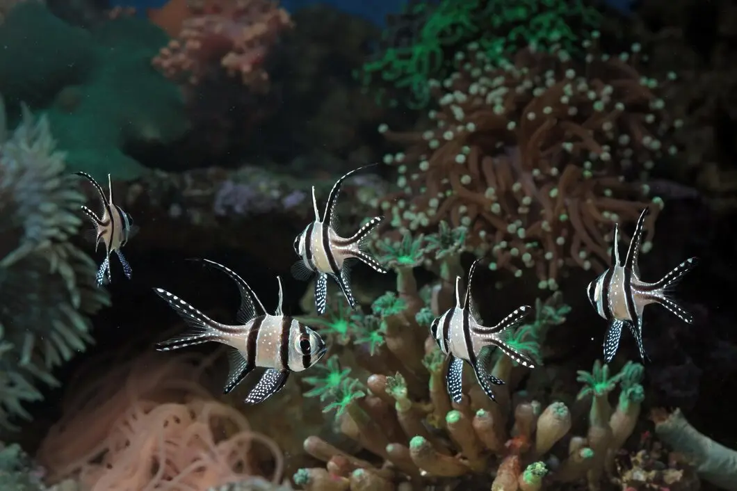 Colourful tropical fish swimming around vibrant coral reef in exotic underwater marine wildlife scene