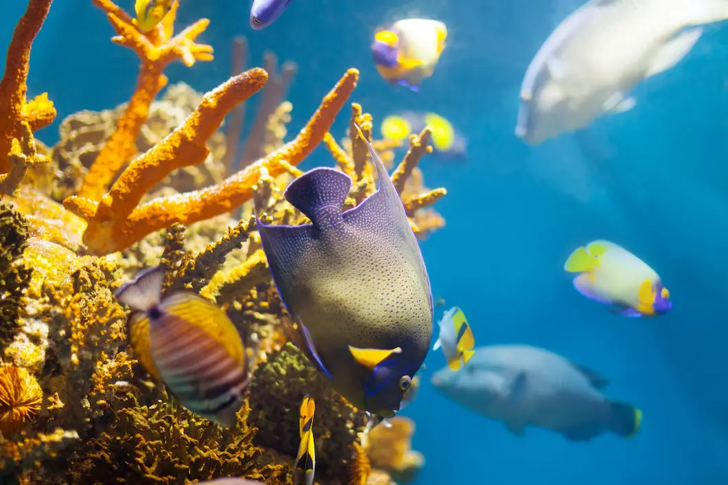 Exotic underwater scene with vibrant tropical fish swimming around coral reef in deep ocean