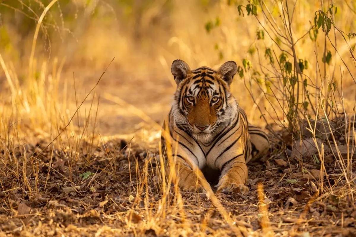 A majestic tiger lounges amidst dry grass and foliage