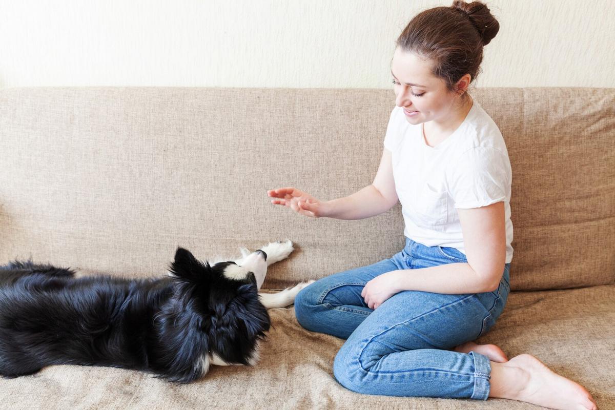The Science Behind Clicker Training for Pets