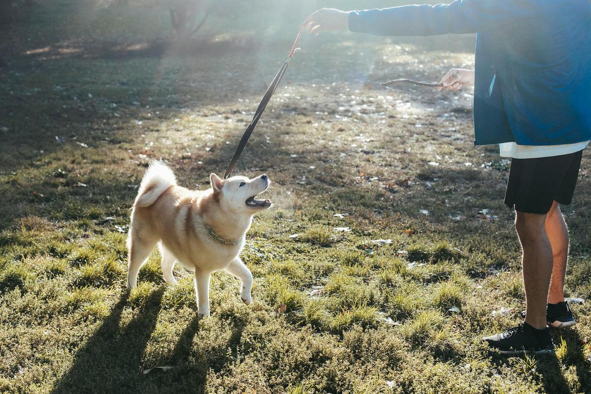 The Importance of Consistent Training for Pets
