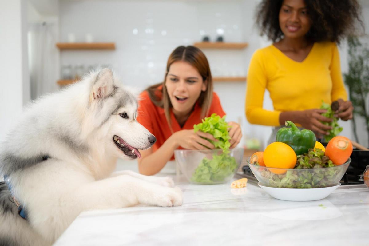 The Benefits of a Balanced Diet for Your Furry Friends