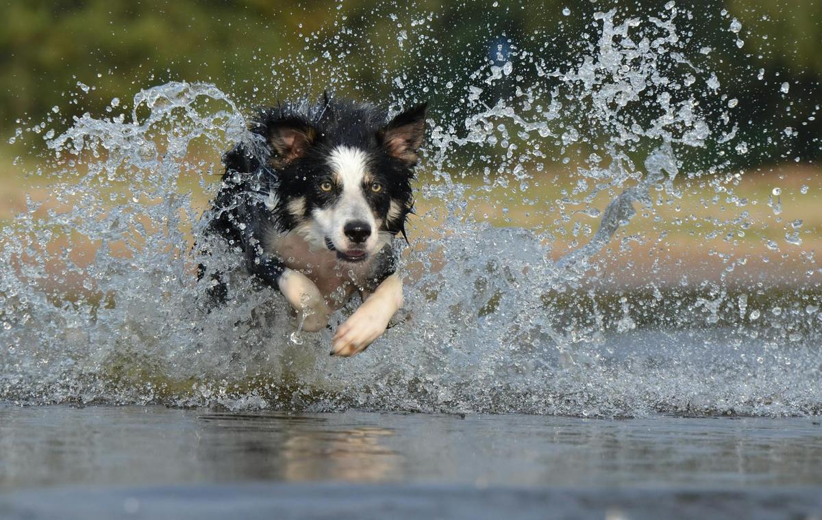 The Role of Exercise in Your Pet’s Overall Well-Being